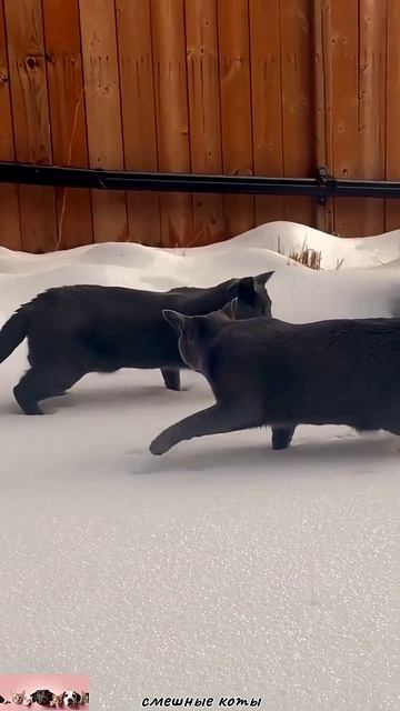 Приколюхи с кошаками🏠🐈👑 смотреть онлайн