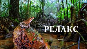 Лесные звуки на озере - 95 минут релаксации.