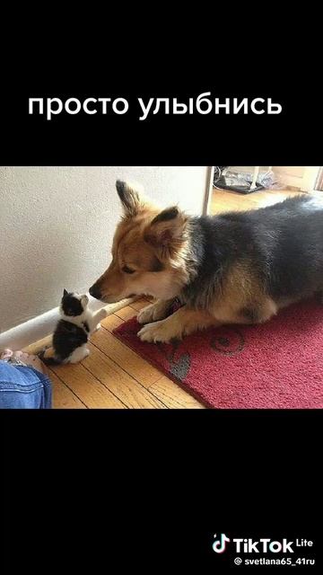 video_11341357323726.mp4