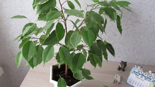 Как уберечь фикус Бенджамина от опадения листьев зимой