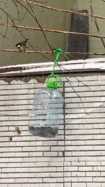 Синички у кормушки зимой смотреть онлайн