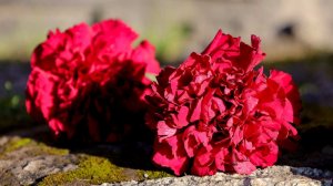 Поп-певец Хименес вместе с группой погиб в авиакатастрофе в Колумбии