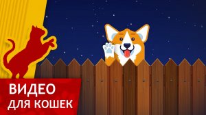 Видео для кошек - Собака Дразняка (Развлеки кота)