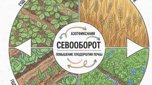 3 причины, почему мы должны соблюдать на огороде севооборот