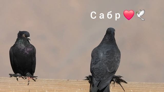 1000999455.mp4 смотреть онлайн