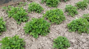 Экономное меню.✅Ужин из простых продуктов✨. Бюджетный рецепт.🫸Огород без забот!❇️Обработка клубники