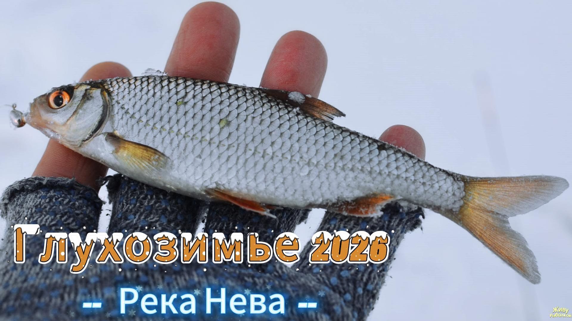 РЫБАЛКА ОКУНЬ ПЛОТВА РЕКА НЕВА ГЛУХОЙ МЕСЯЦ РЫБАКИ ПРОВАЛИВАЮТСЯ  ПОД ЛЕДЗАПРЕТ ДО 15 ЯНВАРЯ смотреть онлайн