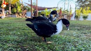 Забавные утки мускусные и пекинские на свободном выгуле со своими друзьями ч.(340) ❣️🤗😂