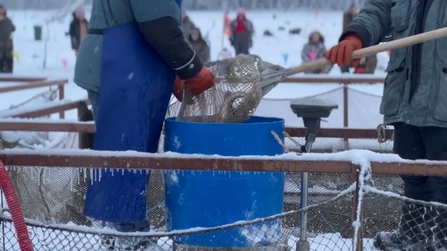 Запуск форели смотреть онлайн