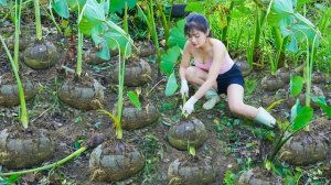 Заготовка лесного таро, продажа на загородном рынке. Уборка и уход за животными. Нхат. Вьетнам