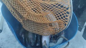 video5413330544555496660