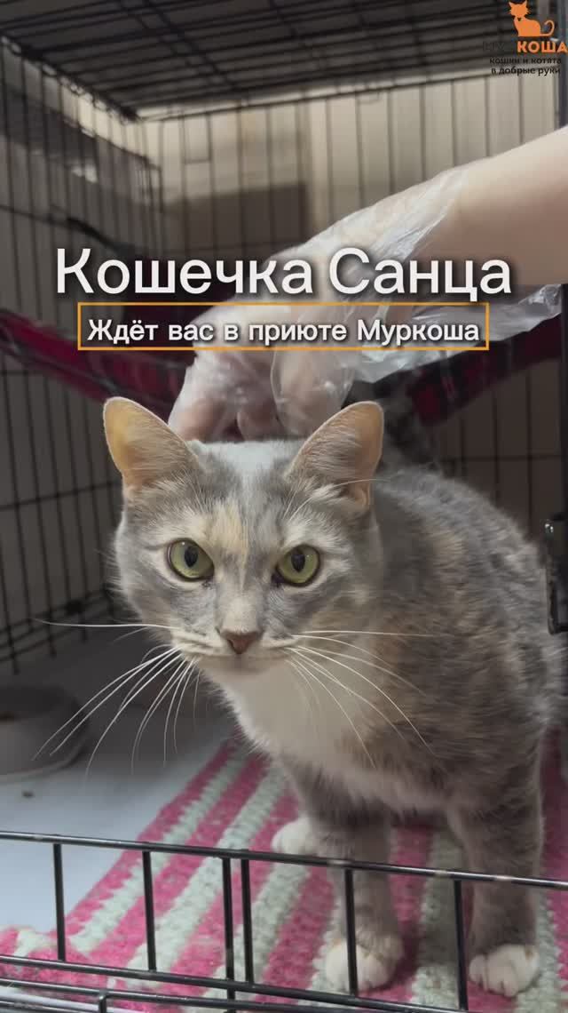 Санца ждёт вас в приюте #Муркоша смотреть онлайн