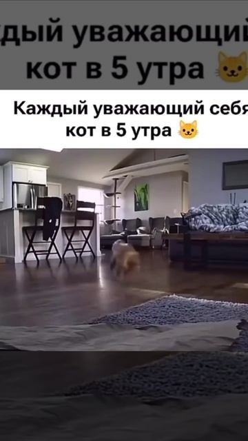 Каждое утро начинается одинаково 😂
