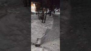 Зимняя аллея