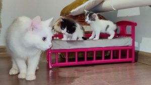 Мама-кошка и её очаровательные котята. Милые кошачьи детёныши.