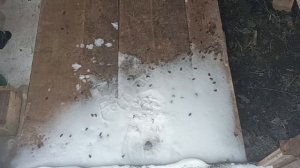 10 января 2026 года. Зимовка пчел.