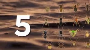 Увидели Такое Дерево Бегите!