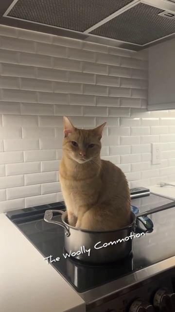 Суп с котом