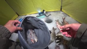 ОТ НЕГО ЛЕСКА ЗВЕНИТ!!! КРУПНЫЙ КАРАСЬ ЗИМОЙ - ЗИМНЯЯ РЫБАЛКА