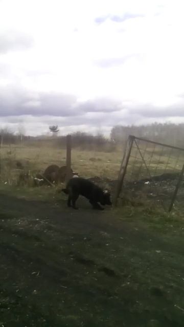 Собаки. Часть 11