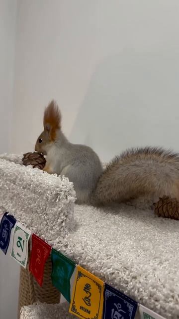 На обед — кедровая шишка