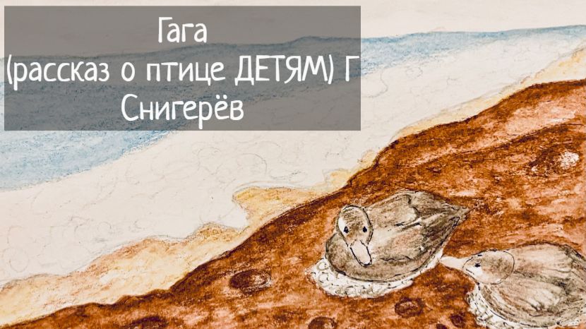 Гага (рассказ о птице) / Г Снигерёв / ДЕТЯМ смотреть онлайн