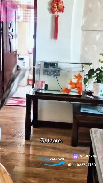 коты всё попробуют