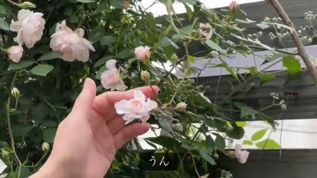 🏡сад смотреть онлайн