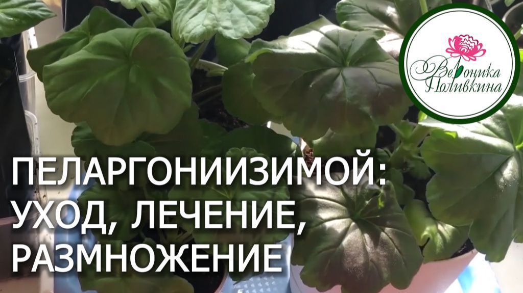 ПЕЛАРГОНИИ ЗИМОЙ. УХОД, ЛЕЧЕНИЕ, РАЗМНОЖЕНИЕ смотреть онлайн