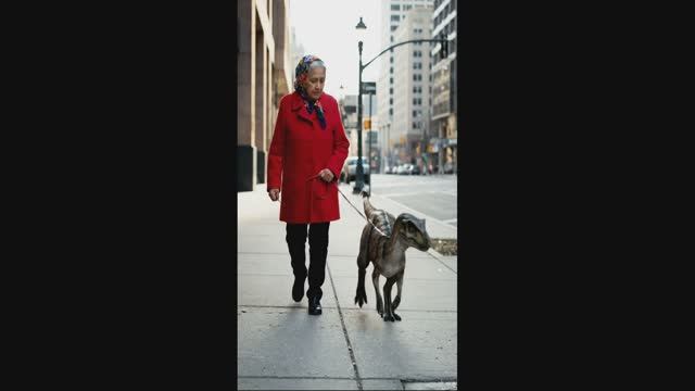 Это мой Домашний питомец он сожрал гаишника смотреть онлайн
