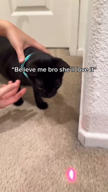 Это ошейник с лазерной указкой 🤩   Так кошка сможет развлекать себя бесконечно.