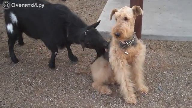 Коза докапывается до терьера смотреть онлайн