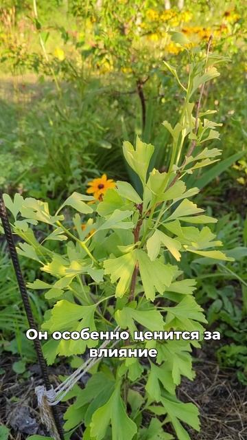 От шума в ушах и тумана в голове смотреть онлайн