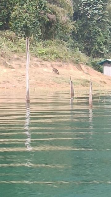 Кабаны, вечер, озеро Чео Лан, Национальный парк Као Сок, Тай (Chieo Lan Lake, National Park Khao Sok