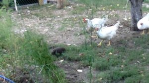 Незваный гость...))