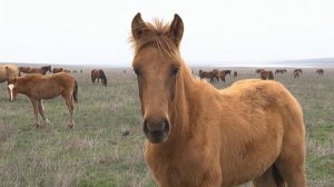В Год лошади смотрите репортаж об уникальном острове мустангов в Ростовской области.