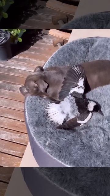 VID_20260111_133933_921.mp4