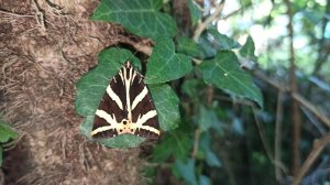 Сочинский национальный парк. Мамедово ущелье в Лазаревском.