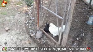 Цыплята и Курочки селяночки лучшие беспородные несушки 🥚 (419)