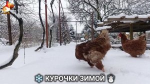Куры зимой очень счастливы 🤗❄️⛄ (10)