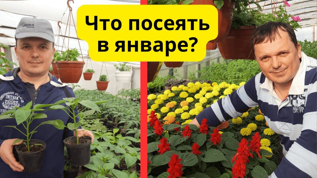 Что посеять на рассаду уже в январе- только проверенные культуры!