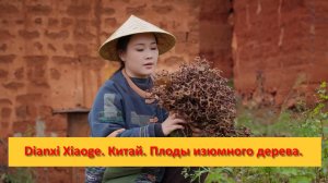 Dianxi Xiaoge. Китай. Плоды изюмного дерева — один из древнейших фруктов на Восточных землях