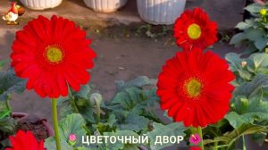 Цветы на участке и во дворе как красиво посадить фото идеи для вдохновения (225)