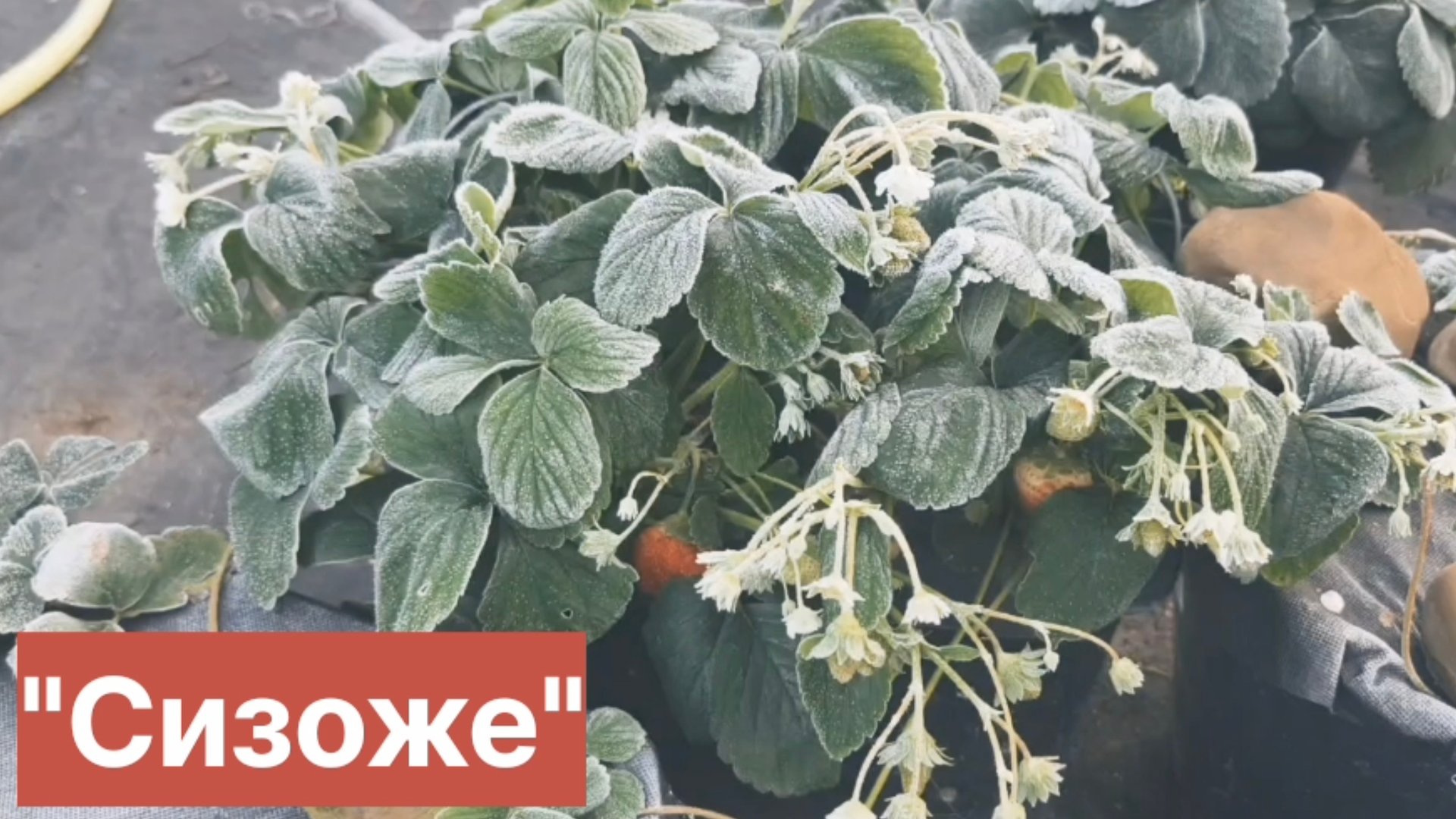 Морозы в ноябре  ягода красная . Ремонтантная  морозостойкая француженка Сизоже .