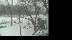 Птички с нашего двора