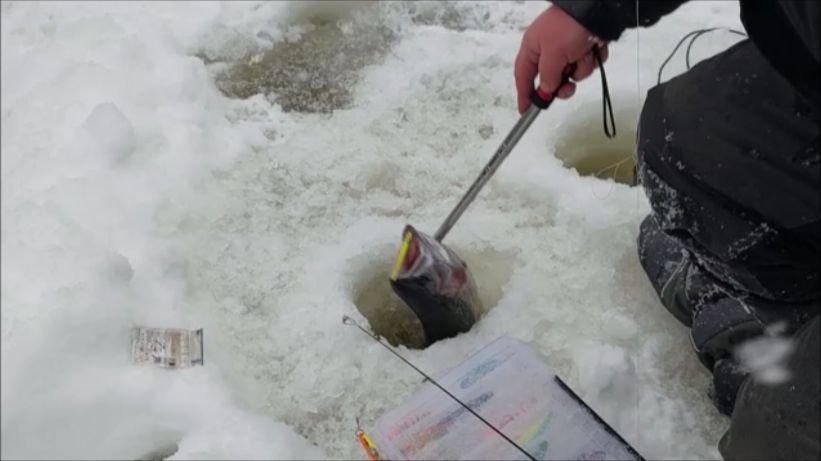 Поимки форели до и после запуска. Клёвое место, Лосиный остров, нижний водоём. смотреть онлайн