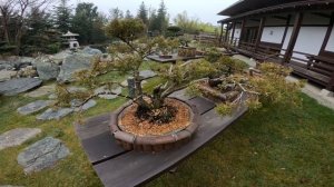 Японский сад в Краснодаре? Японцы и крымчане в шоке!!!