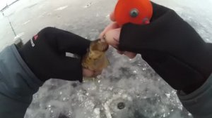 ВСЁ о ловле РОТАНА по ПЕРВОМУ ЛЬДУ! Как ловить, где, на что. Как повысить эффективность