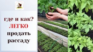 18. Где и как продавать рассаду.