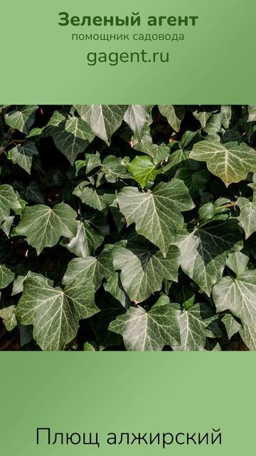 Плющ алжирский — Зеленый Агент